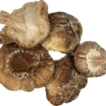 Champignon Shiitaké