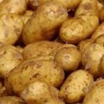 pommes de terre nouvelle